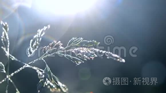 初春夏晨绿露覆盖的青草植物视频