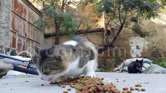 猫在废弃的房子后院吃干猫粮