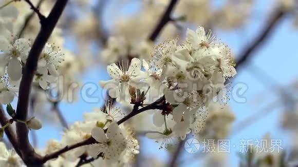 春天开花了。 花开在树枝上。 特写镜头。 蓝天