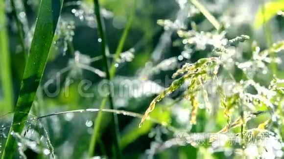 初春夏晨绿露覆盖的青草植物视频