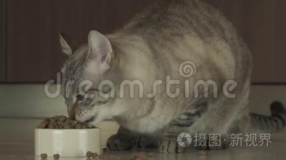 猫吃干粮慢镜头视频