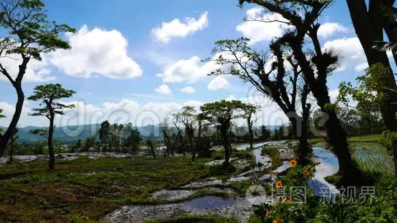 坎隆大米馅饼视频