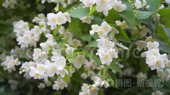 阳光明媚的天气里有茉莉花视频