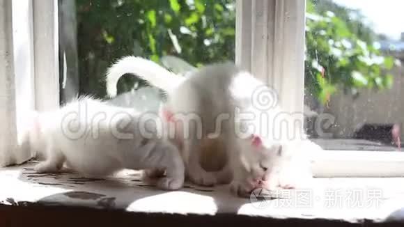三只白毛绒小猫玩得很开心视频