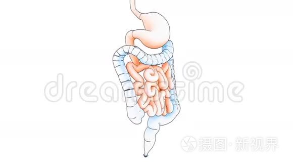 消化吸收视频