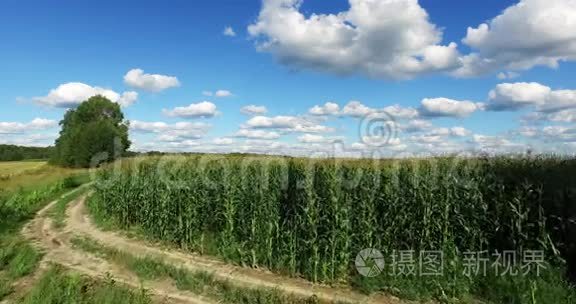 种植玉米的田野的鸟瞰图视频