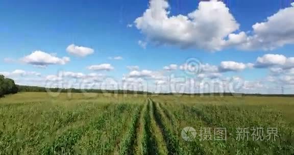 种植玉米的田野的鸟瞰图视频