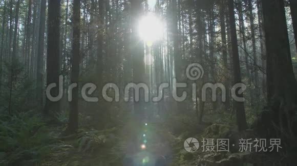 太平洋西北森林阳光娃娃拍摄视频