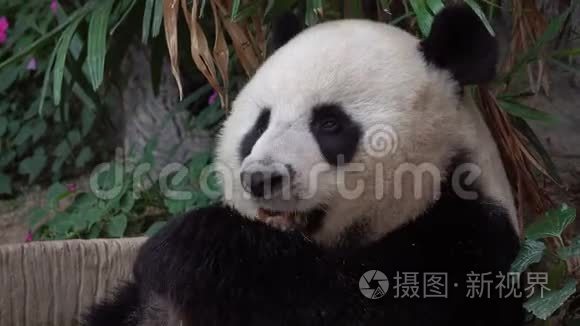 大熊猫黑尾猴吃竹画像视频