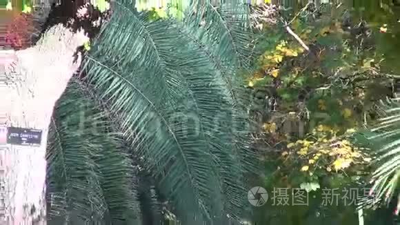 马德里皇家植物园的棕榈树视频