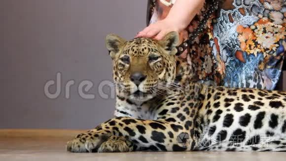 女人的手抚摸着一只豹子