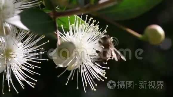 白色花朵上的蜂蜜蜜蜂视频