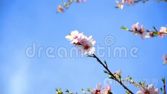 樱花树花开.