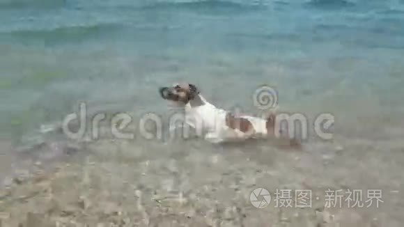 精力充沛的杰克罗素猎犬在奔跑视频