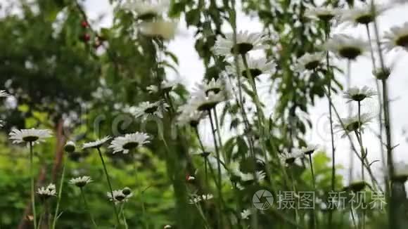 夏日花园盛开的绚丽雏菊视频