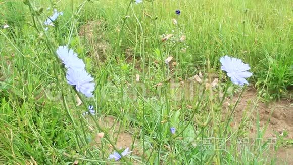 夏季特写中盛开的蓝色花朵视频