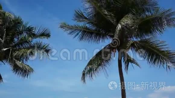 椰树的剪影在湛蓝明亮的天空前视频