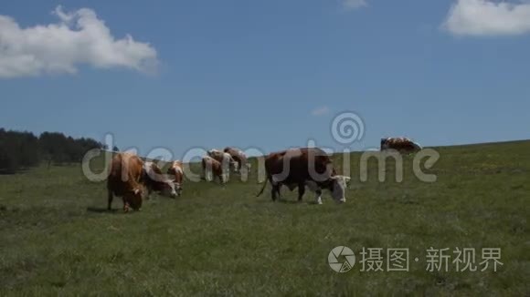 草地上放牧奶牛的牧民视频