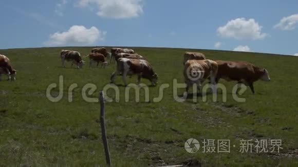 草地上放牧奶牛的牧民