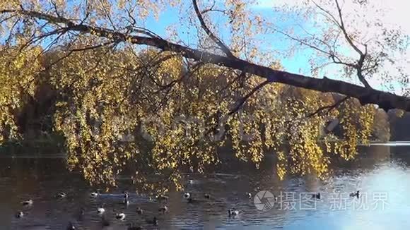 秋天的风景和鸭子视频