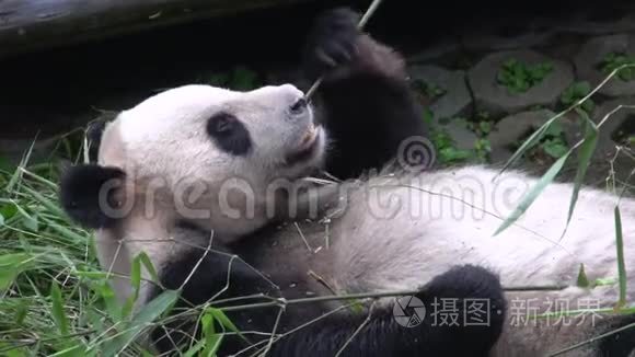 熊猫在中国成都躺着吃竹子