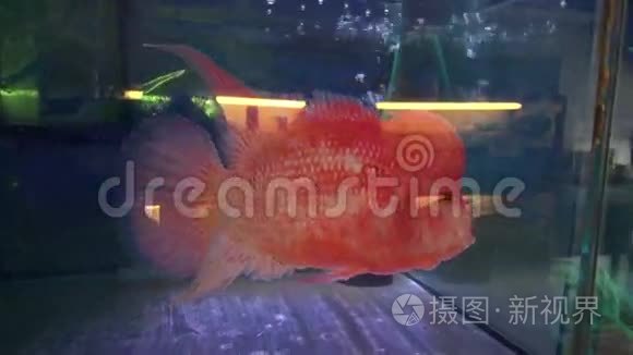 水族馆里奇怪的粉红鱼头视频