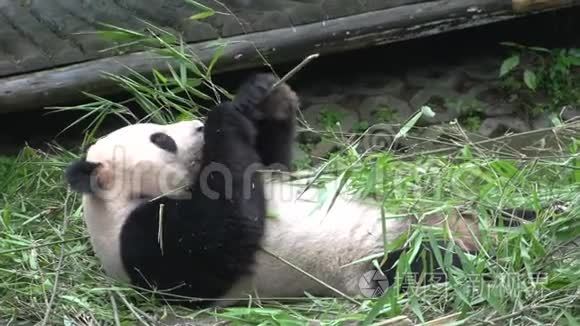 熊猫在中国成都躺着吃竹子视频