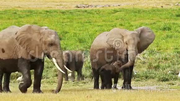 大象在安博塞利照顾她的孩子