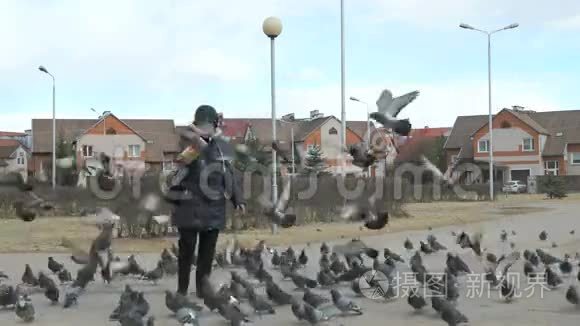 喂鸽子和麻雀的女人