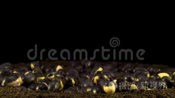 蜜蜂在黑色背景下发芽