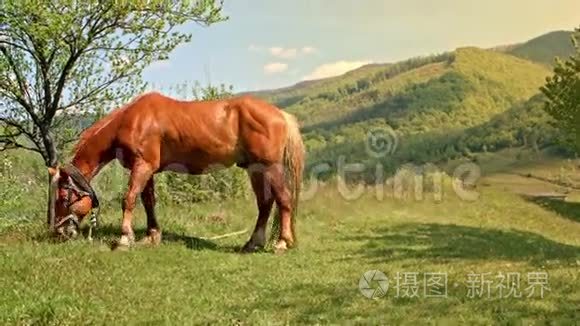 喀尔巴阡山草地上放牧的马视频
