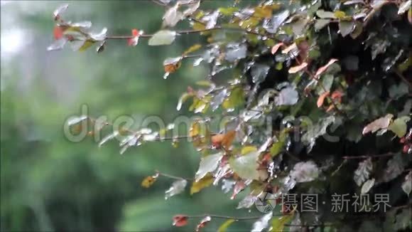 夏雨，雨下在山毛榉树上，夏天