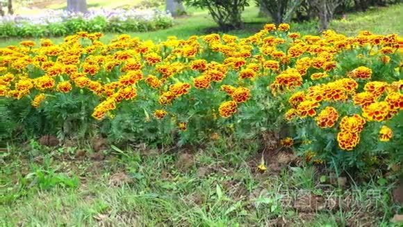 法国万寿菊金盏花视频