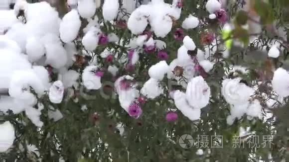 雪下的紫黄花视频