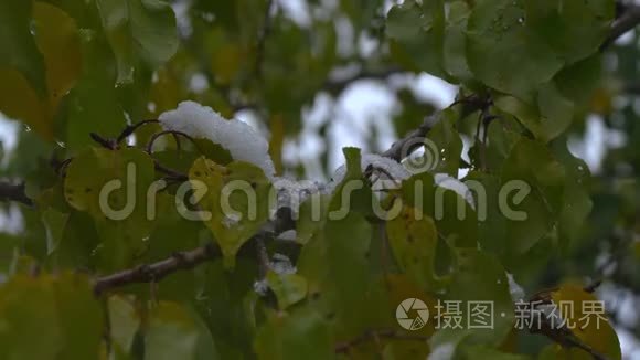 十一月初雪上绿叶.. 初冬。 很漂亮的背景。