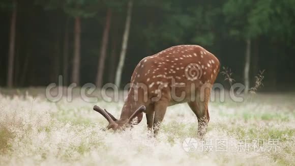 有斑点的鹿在吃草视频