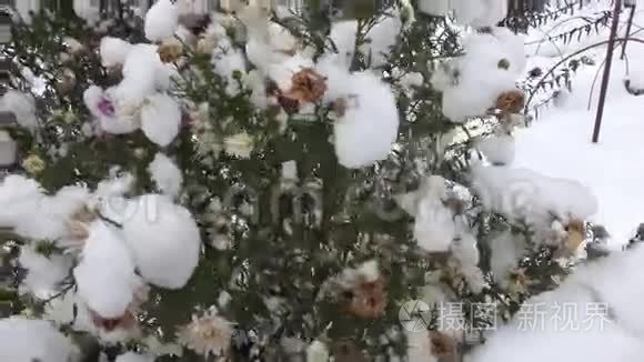 雪下的紫黄花视频