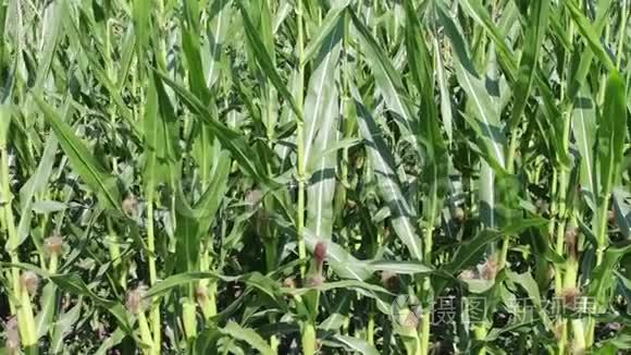 年轻的绿色玉米种在玉米地视频