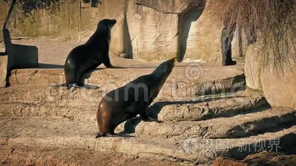 欢乐海狮围着饲养员觅食视频