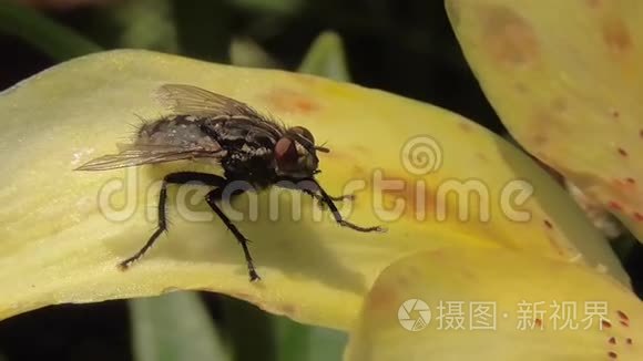 它们自然栖息地的大型昆虫