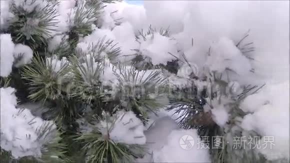 松枝上蓬松的雪层视频