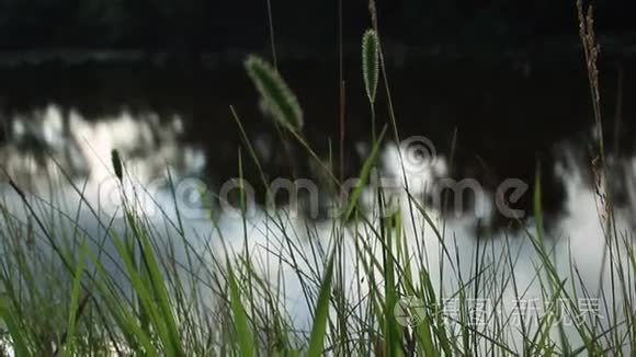 草在水的背景下随风飘荡视频