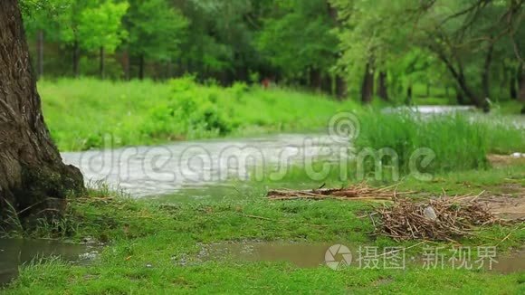 绿色公园洪水流中的河流视频