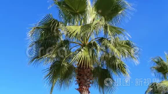 度假小镇蓝天上的棕榈树视频
