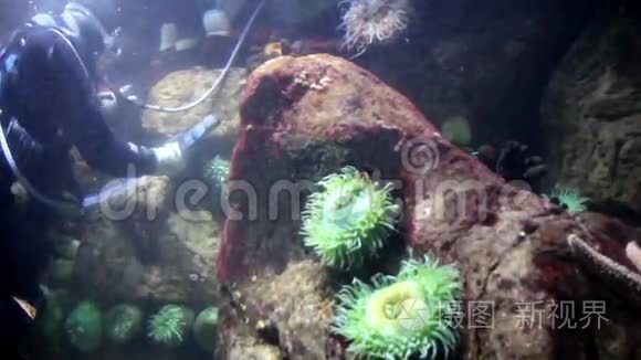 水下潜水员清洁珊瑚潜水视频