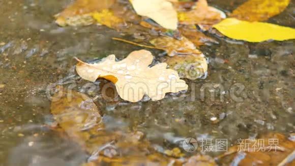 秋天飘在水面上的枫叶特写视频