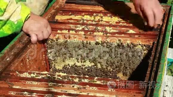 养蜂人收集蜂蜜
