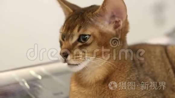 阿比西尼亚小猫。 快关门