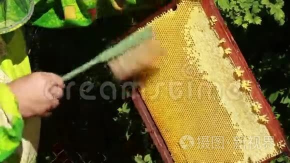 施蜜者收集蜂蜜视频