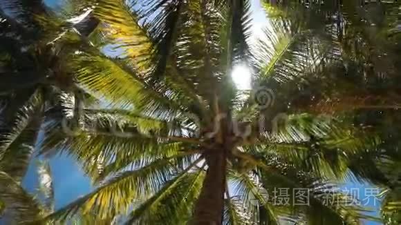 从低角度看棕榈树和椰子，太阳耀斑